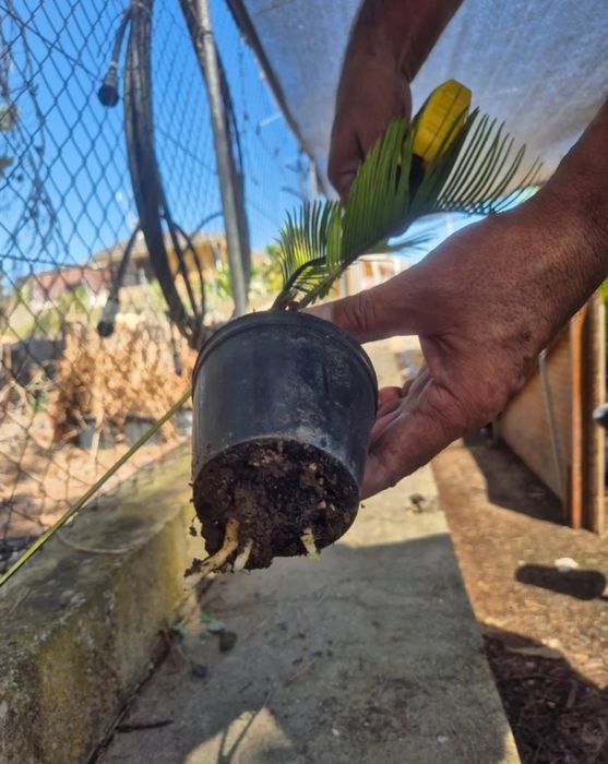 Vând palmieri din Spania Cycas Revolut