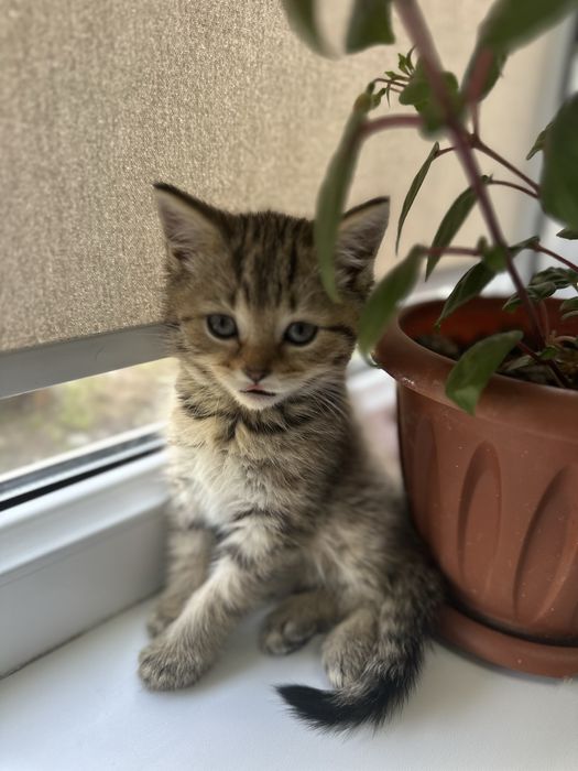 Продам породистых котят