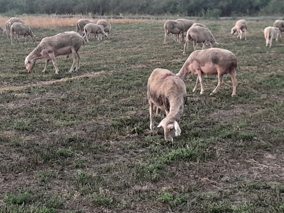 Oi lacune disponibile