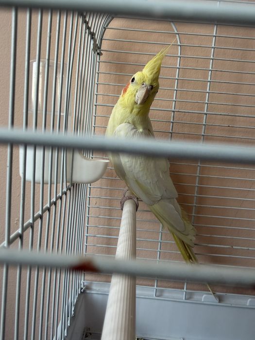 Продается Попугай Корелла