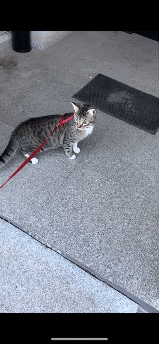 Подарявам мъжка ваксинирана котка