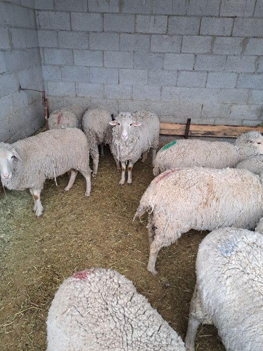 Семиз кой, токты, серкештер сатамыз