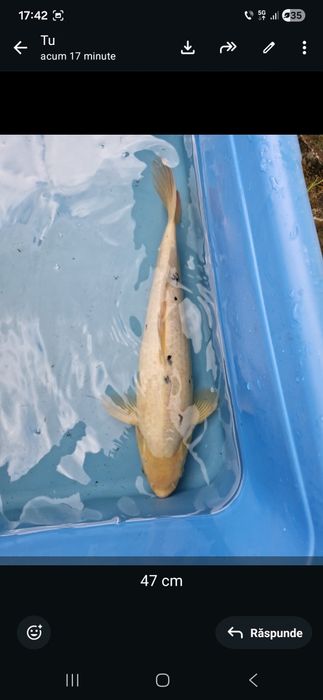 Crap  koi maturi