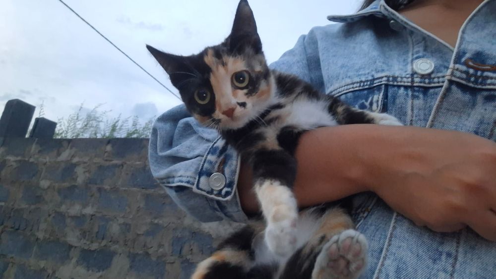 Котята бесплатно