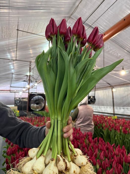 Цветы тюльпаны в розницу на 8 марта