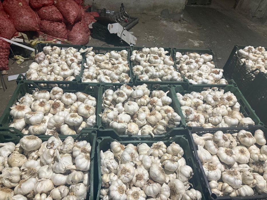 Vand usturoi soiul CINO!! Pret bun