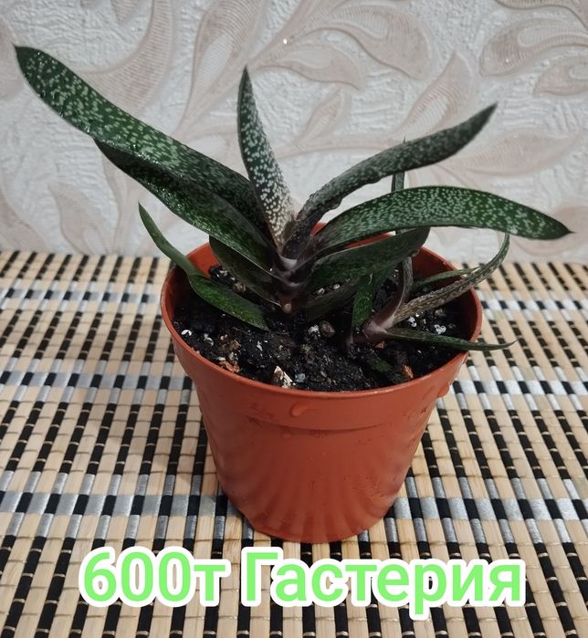 Продам Гастерию продам