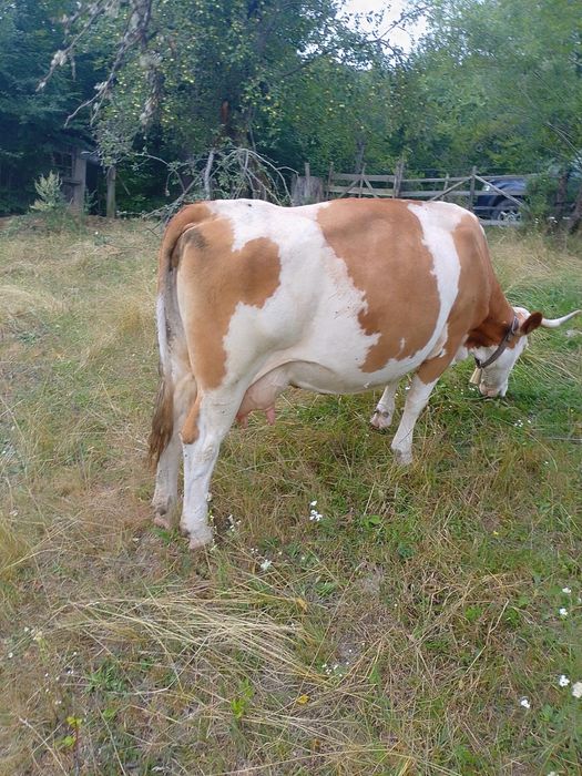 Vând vaca de 7 ani