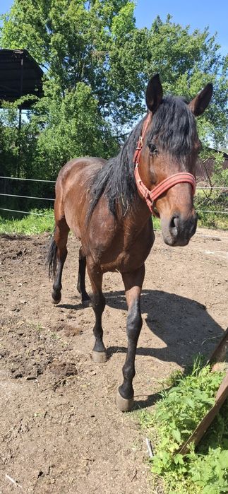 De vanzare armasar Pur Sange Englez