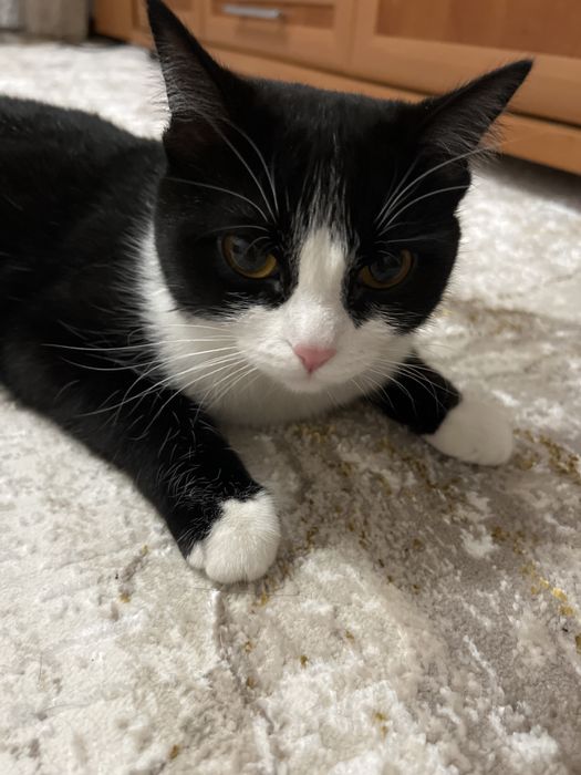 Отдам кошечку в добрые руки.