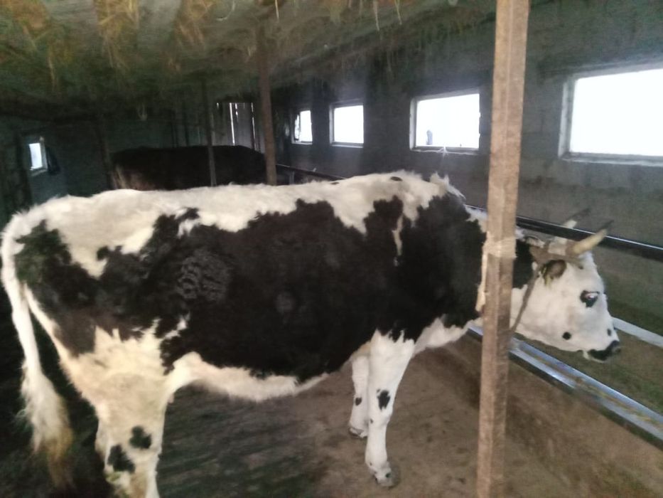 Продаётся карова стельная