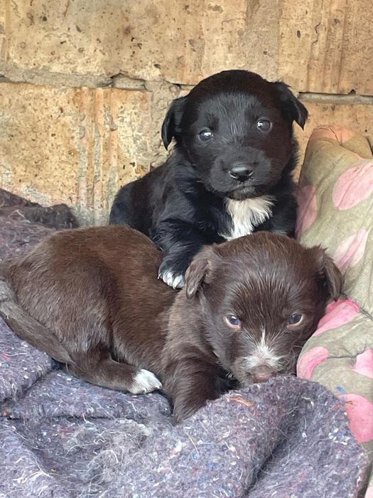 Отдам щенков в хорошие руки