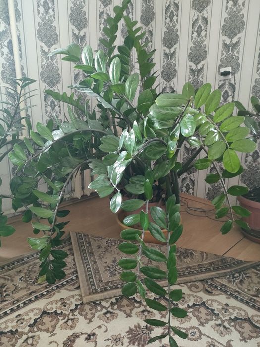 Продам замиакулькас