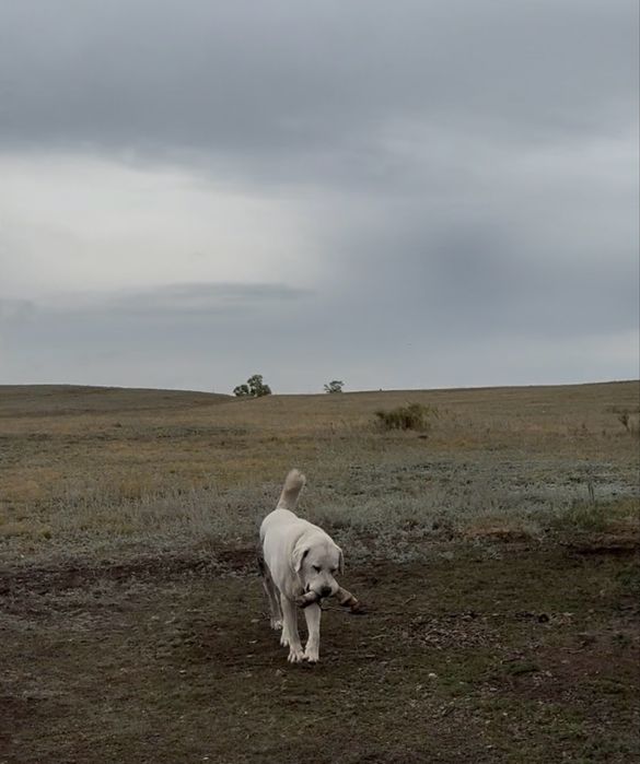 Алабай ит сатылады.
