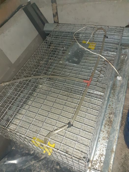 Maternitate pt pui de gaina