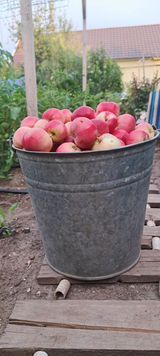 Продам яблоки сорт летний
