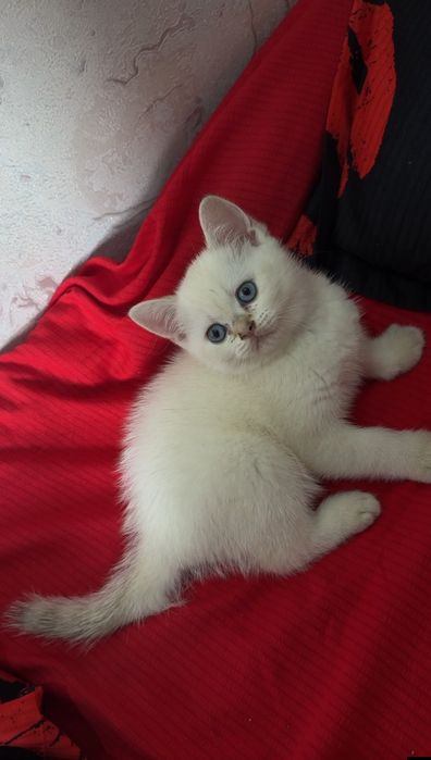 Британский короткошёрстная шиншила