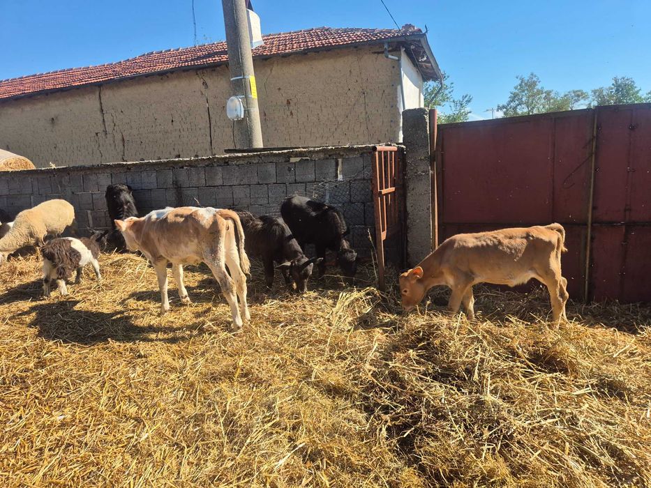 Продавам телета и биволи