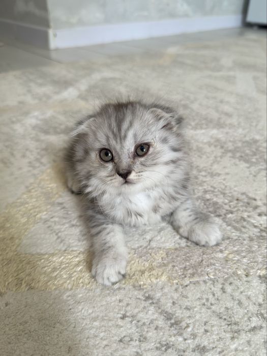 Шотландские вислоухие котята