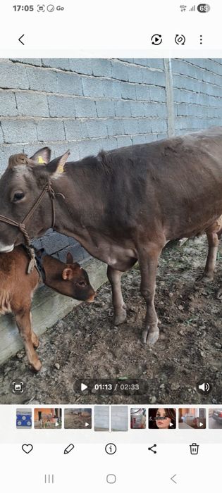 Корова с теленком