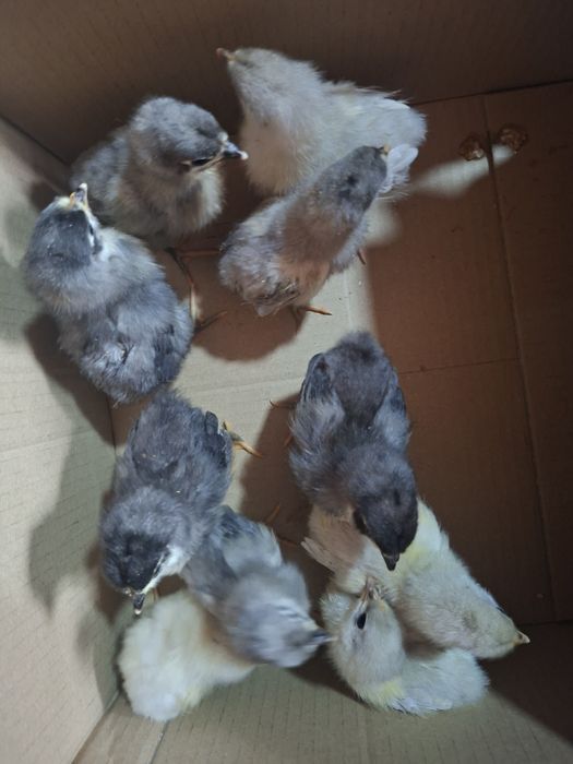 Pui brahma si australorp