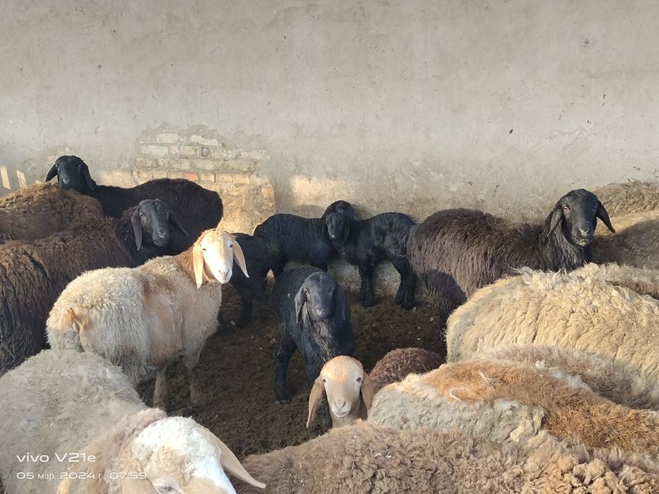 Продам матки гесар