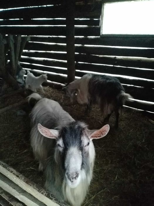 De vânzare țap de 3 ani