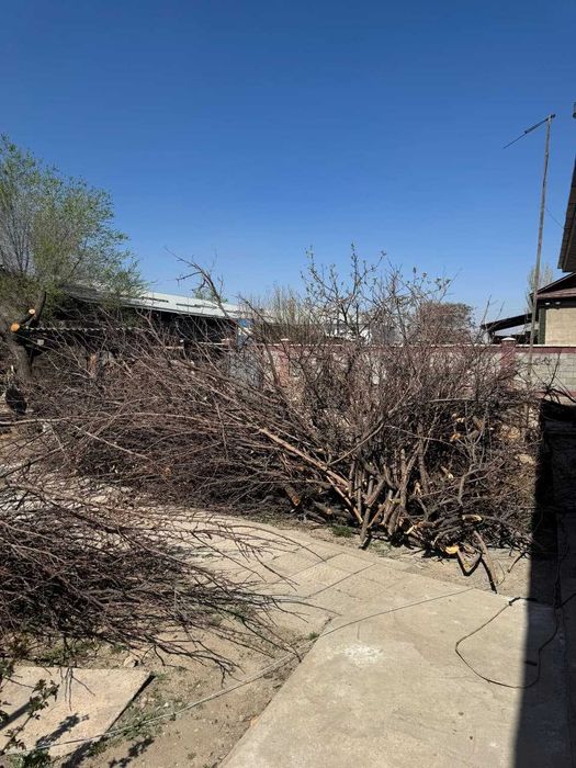 Отдам срубленные ветки/ Самовывоз