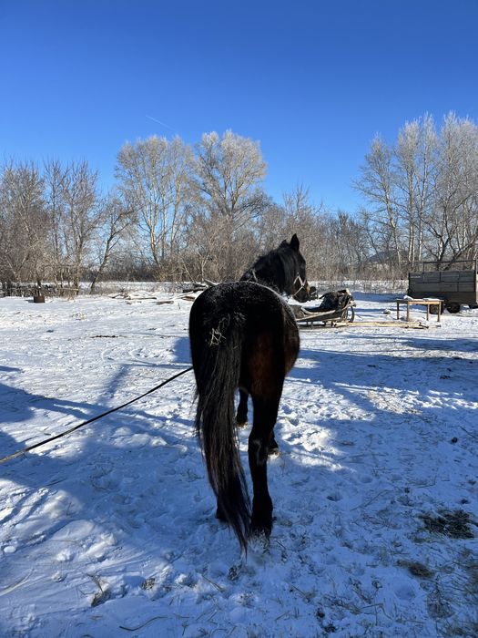 Обученная жерёбая кобыла