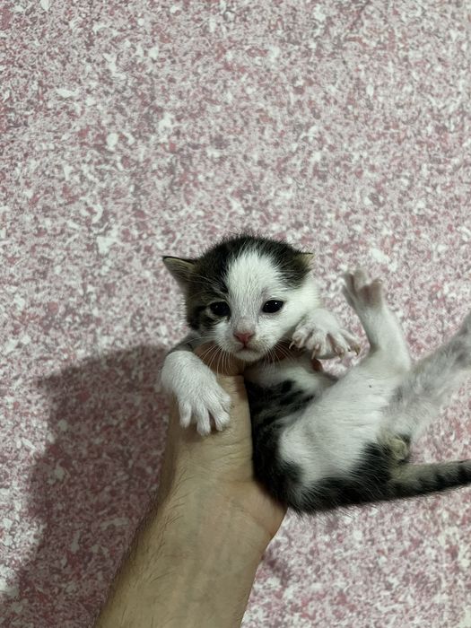 Отдам даром котят в хорошие руки