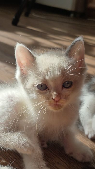 Отдам котят в добрые руки!