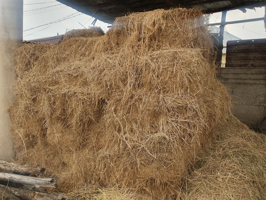 Пресс , шөп, пресс шоп