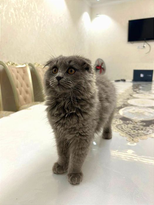 Шотландский Фолд Хайленд - Scottish Fold