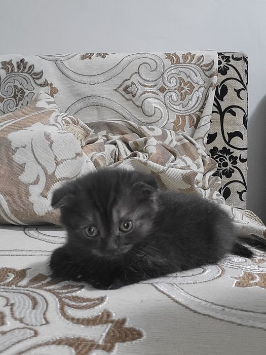 Продам котят в добрые руки