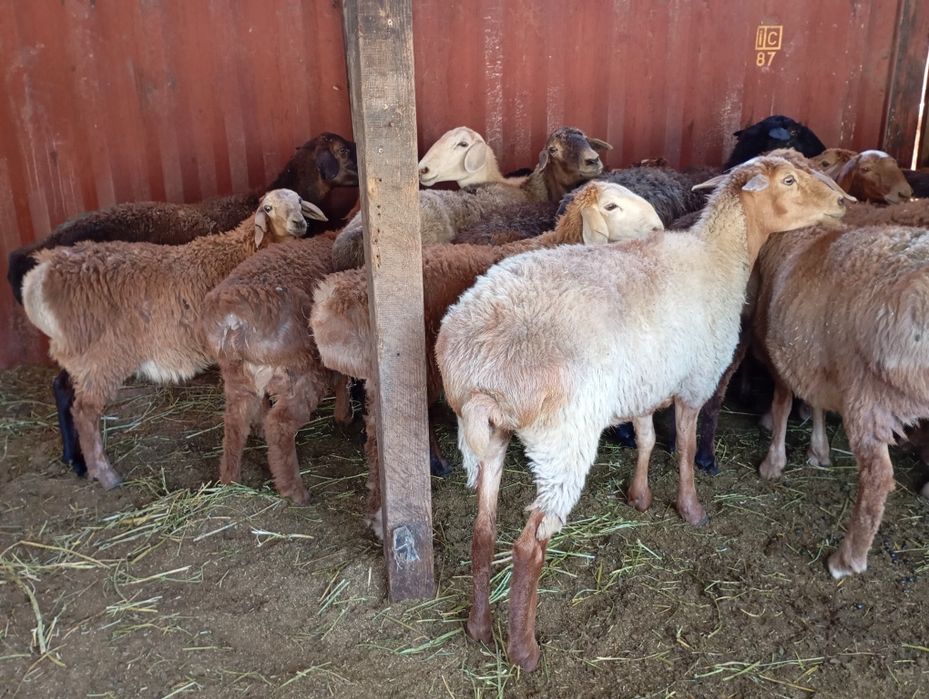 Семиз Кой сатылады