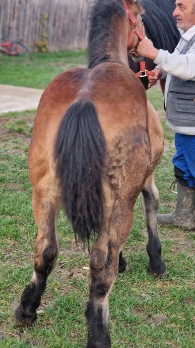 Vând iapa de 4 ani cu mânz de 5 luni