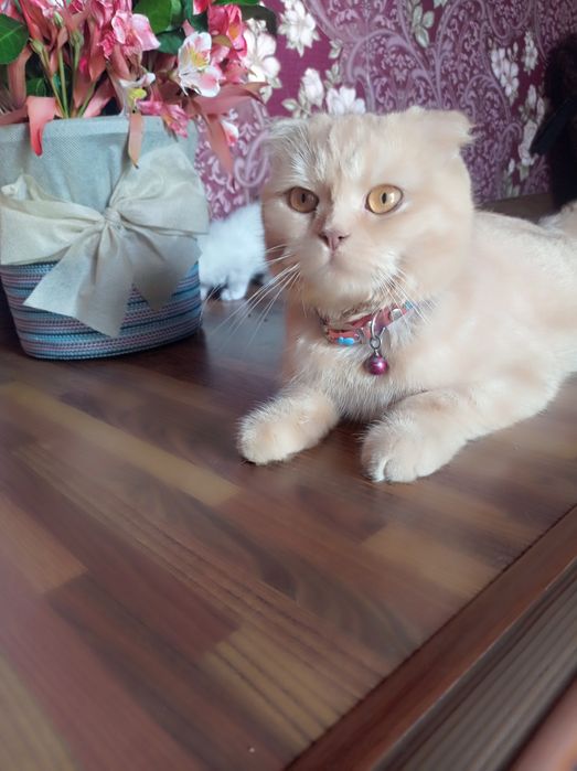 Продам породистых котят Мама:скотиф фолд Папа шотландский скотиш Страй