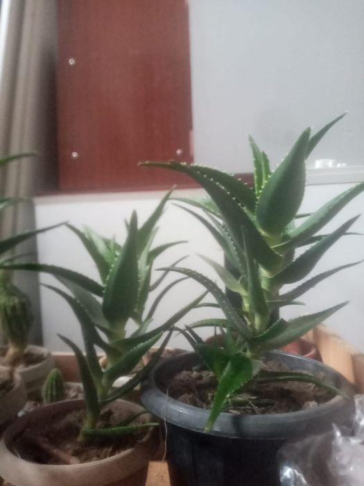 Продам алоэ средние