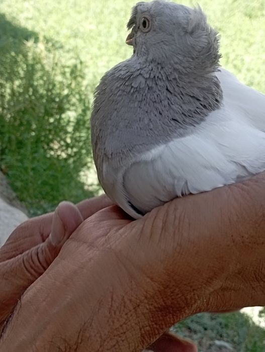 Samez kaptar sotiladi tozasi
