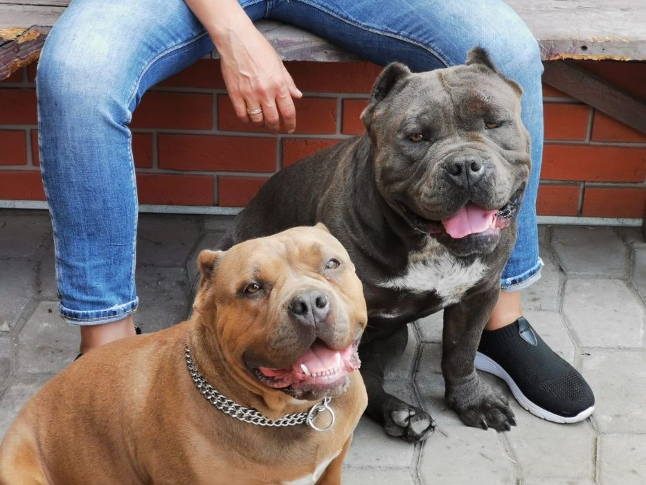 щенки американский булли
