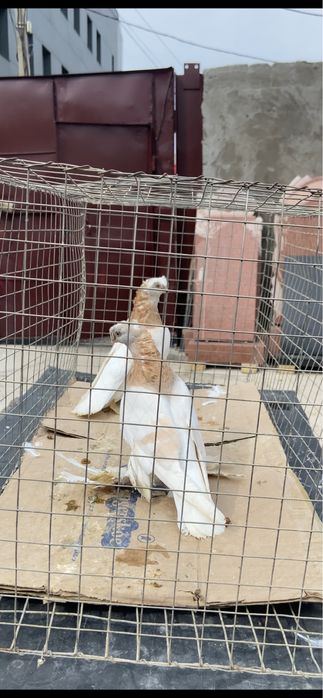 Голуби двух чубые тасманы.