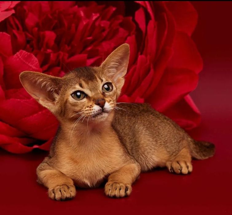 Абиссинские  котята шоу класса