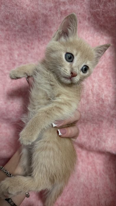 Отдам котика только в добрые руки