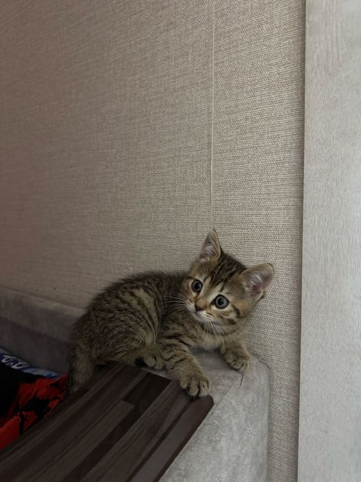 Отдам котенка в добрые  руки