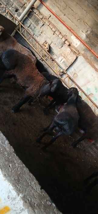 Qassob hizmati Aqiqa, Ehson, Hudoyi,va qurbon Xayit bayrami to'y
