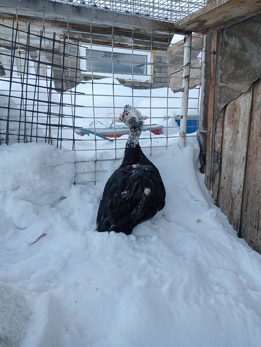 Индоселезень молодой