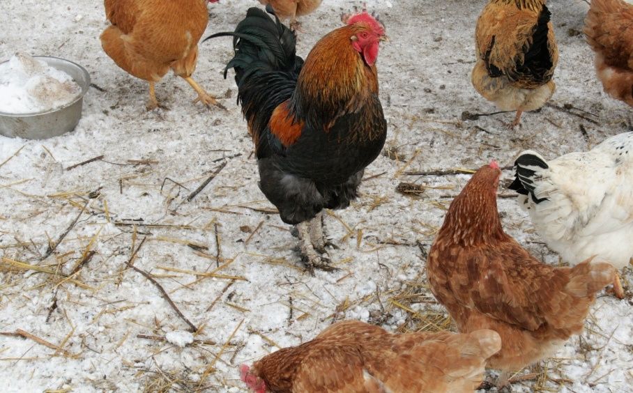 2 штук Кораз бар Обмен