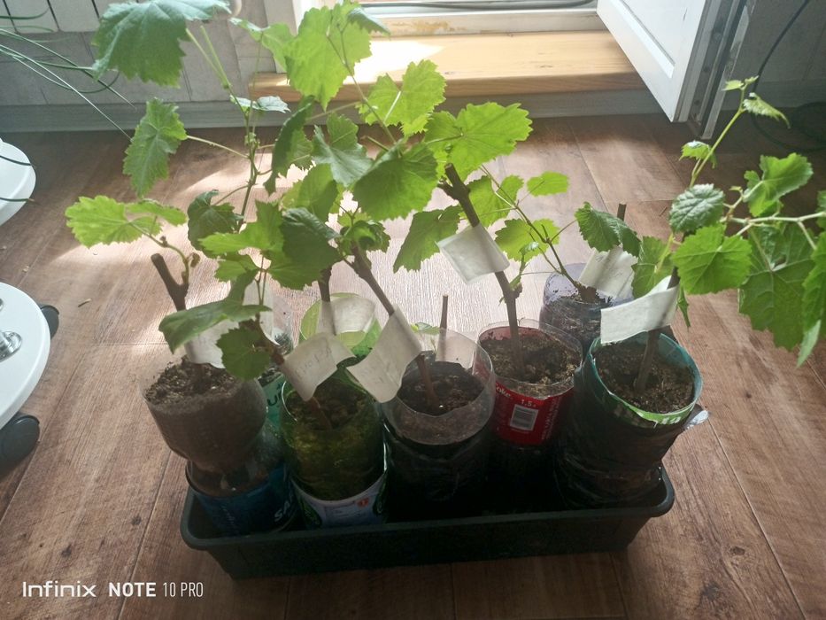 Виноград продажа саженцев