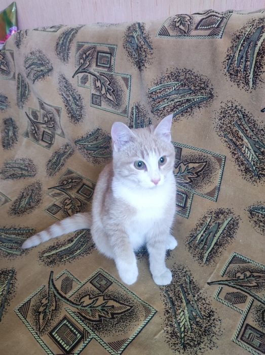 Котёнок 5месяцев крупный