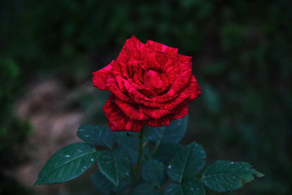 Фотоаппарат canon